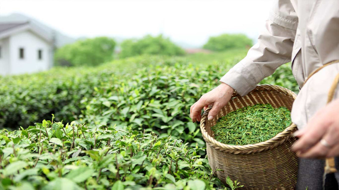 Tea Production